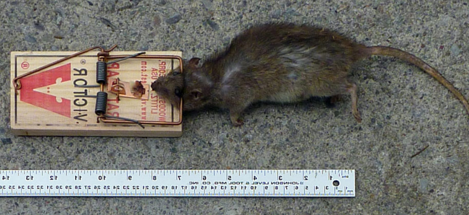 6 Pièces Pièges à Rats, Piège à Souris Professionnel, Piège à Souris