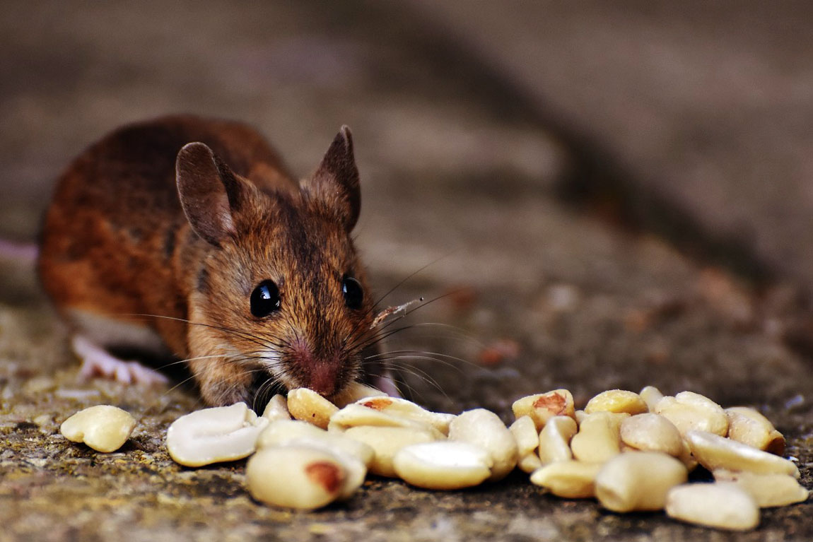 Souricide raticide céréales Caussade 5 kg forte appétence