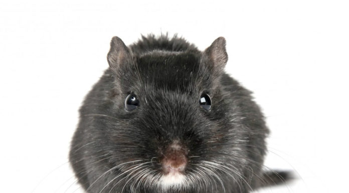 Produit anti souris : les poisons efficaces pour tuer un rat - Rats & Souris