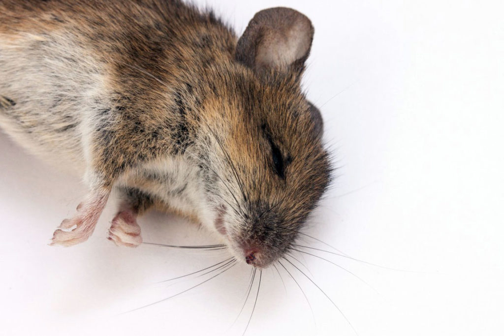 Comment tuer les rats ? (javel, sel, bicarbonate de soude, gel anti souris) Rats & Souris