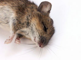 Comment tuer les rats ? (javel, sel, bicarbonate de soude, gel anti