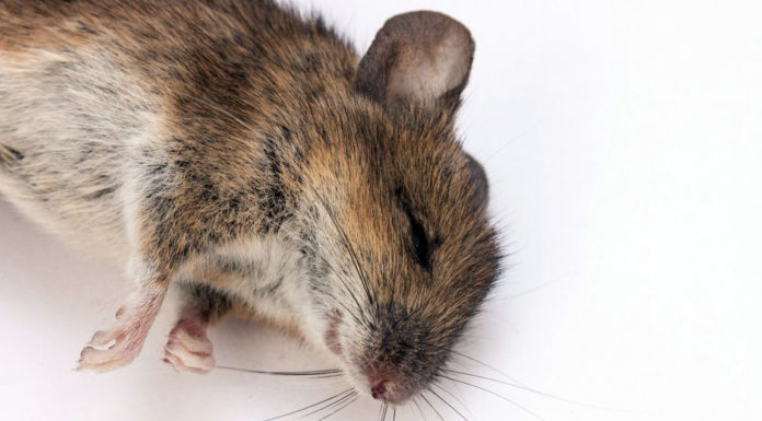 Produit anti souris : les poisons efficaces pour tuer un rat